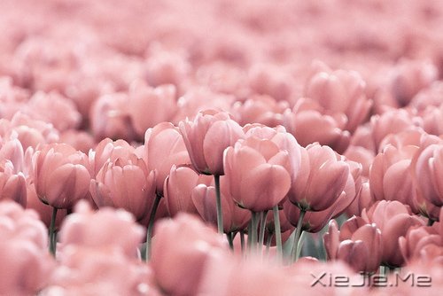 人生旅途,花香满径 (2)