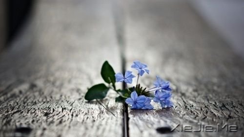 晚安心语:别忘了最初的自己 (4)