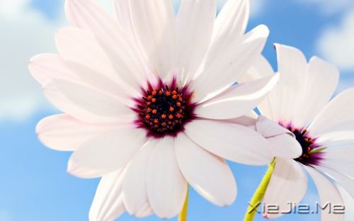 早安心语:你的生命不长,不能用它来悲伤 (8)
