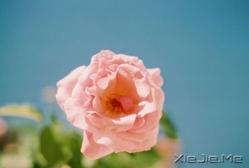 世间五不能 (5)